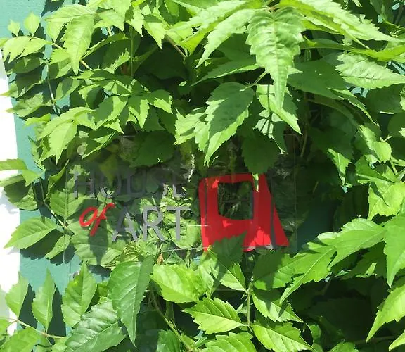 Horta Dos Cedros Tomar